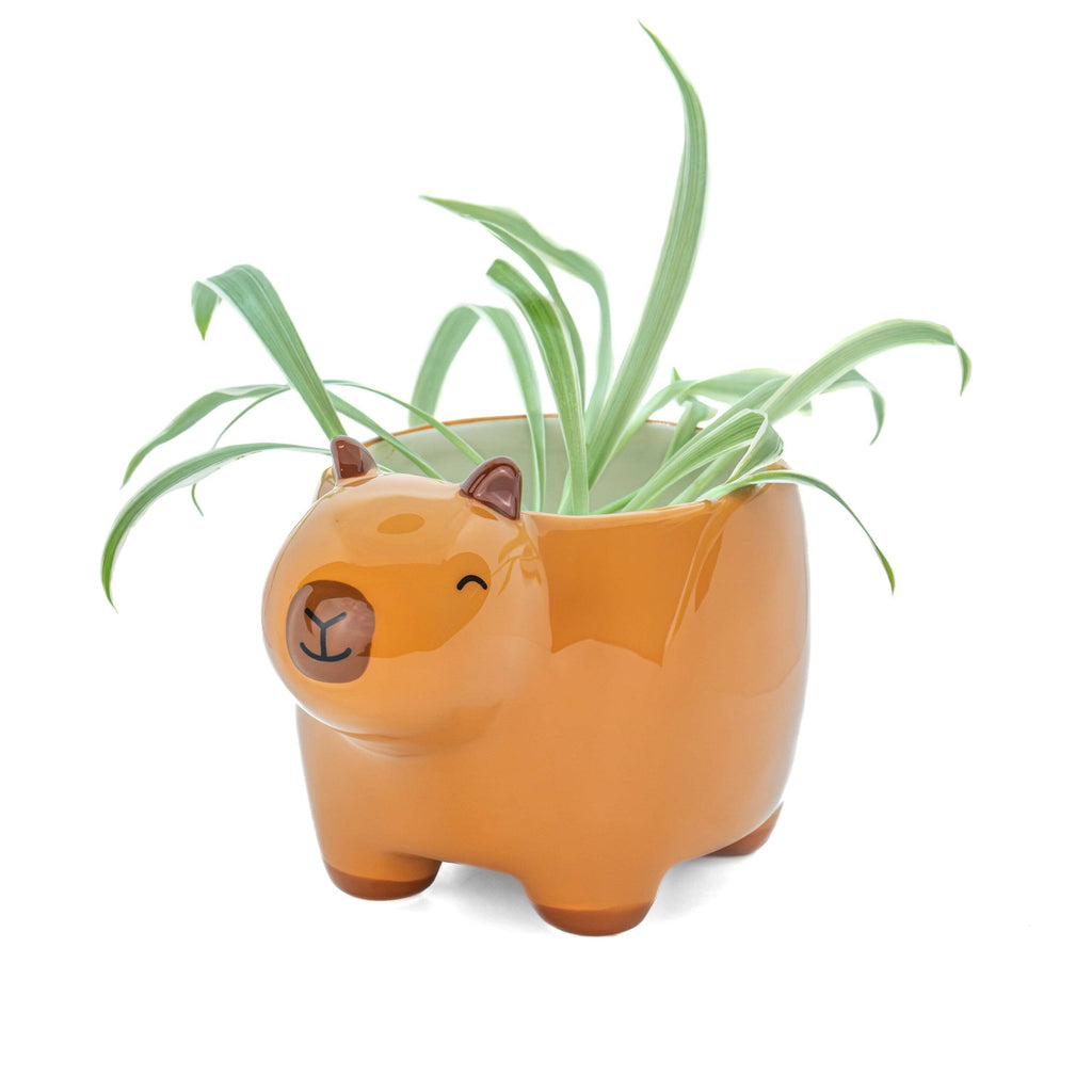 Jardinière Capybara