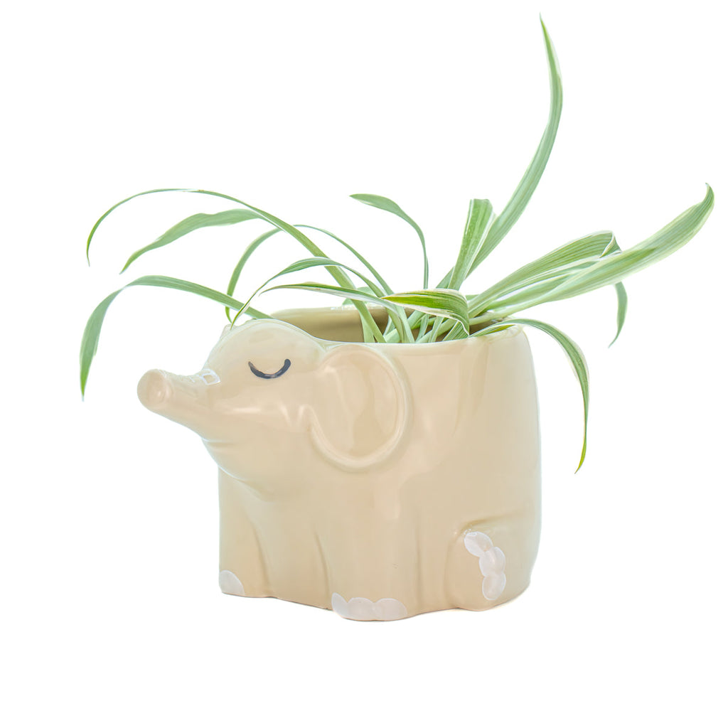 Mini pot de fleur éléphant